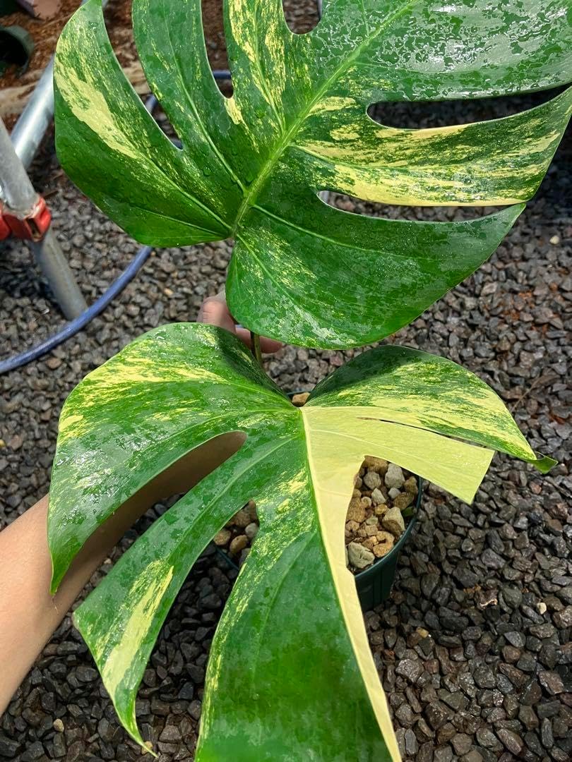 モンステラ9 斑入 オーシャンミント デリシオーサ 発根済 限定個体